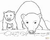 Polar Bear Coloring Pages Cub Baby Bears Drawing Mother Printable Animals Arctic Cola Coca Express Mom Cute Curious Color Animal sketch template