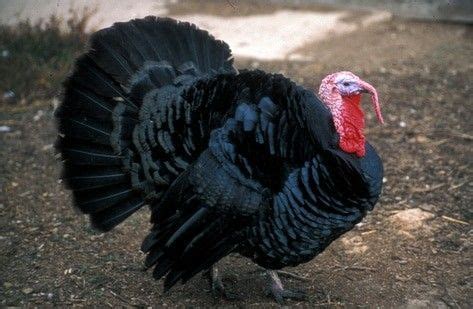 wild turkey turkey bird tom turkey wild turkey turkey trot black