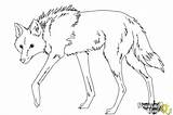 Wolf Maned Draw Coloring Step Drawingnow Steps sketch template