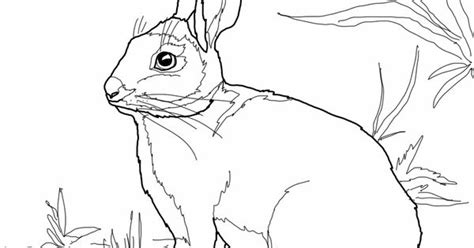 cottontail marsh rabbit coloring pagejpg  mosaic