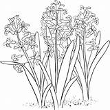 Hyacinth Coloring Orientalis Hyacinthus Common Garden Supercoloring sketch template