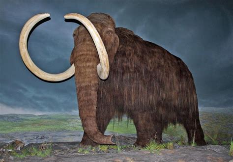 russia  bring woolly mammoths    dead