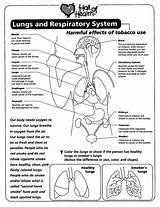Worksheets Respiratory System Coloring Human Body Lungs Lung Systems Science Kids Health Worksheet Circulatory Tobacco Grade Education Printable Mouth Book sketch template