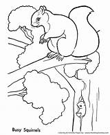 Squirrel Coloring Pages Trees Animals Squirrels Kids Tree Printable Wild Animal Lives Colouring Color Sheets Print Coloringbay Honkingdonkey Next Popular sketch template