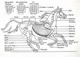 Horse Anatomy Skeleton Bones Anatomia Horses Cavalo Parts Diagram Worksheet Coloring Blank Mikkisenkarik Wordpress Beautiful Ride Tips Diagrams Esqueleto Drawing sketch template