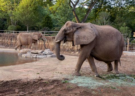 african elephants pack  trunks  major milestone zoo atlanta