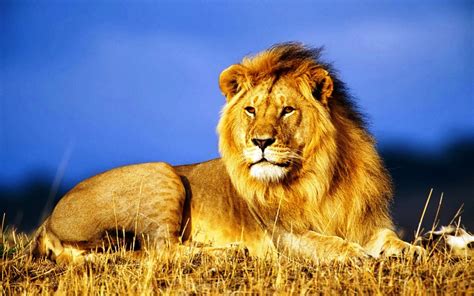 pin  alexli  pexy pix lion pictures african animals african lion
