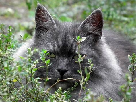 de siberische kat een bijzonder kattenras uit rusland blijhuisdiernl