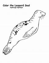 Seal Leopard Coloring sketch template