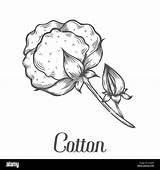 Cotton Plant Sketch Vector Illustration Branch Engraved Bud Drawn Leaf Alamy Hand sketch template
