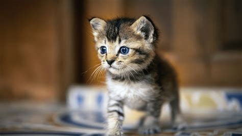Fading Kitten Syndrome A Guide On How To Recognize It Early