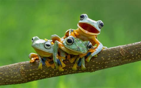 cute frog backgrounds  pictures