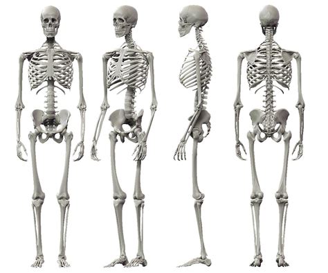 skeleton side profile