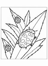 Coloring Insects Pages Bug Ladybug Kids Lady Cute Leaves Realistic Printable Print Children Eating Color Flying Cliparts Animal Clipart Beautiful sketch template