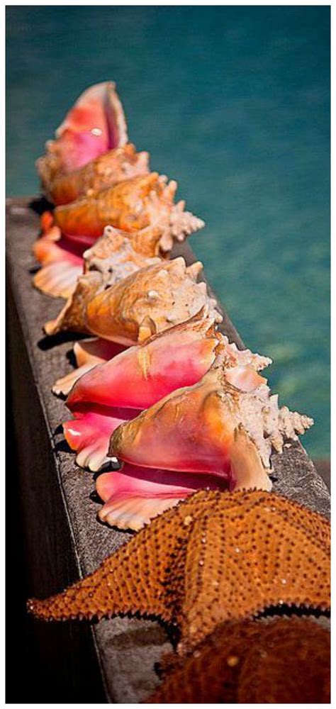 Pin By Tam S Boards ♥ On 1 Secret Sea Shells Seaside Style Bahamas