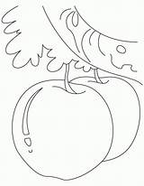 Colorat Pages Apfel Preschoolers Planse Ausmalbilder Fructe Plansa sketch template