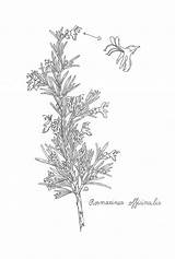 Rosemary Herbs Botanical sketch template