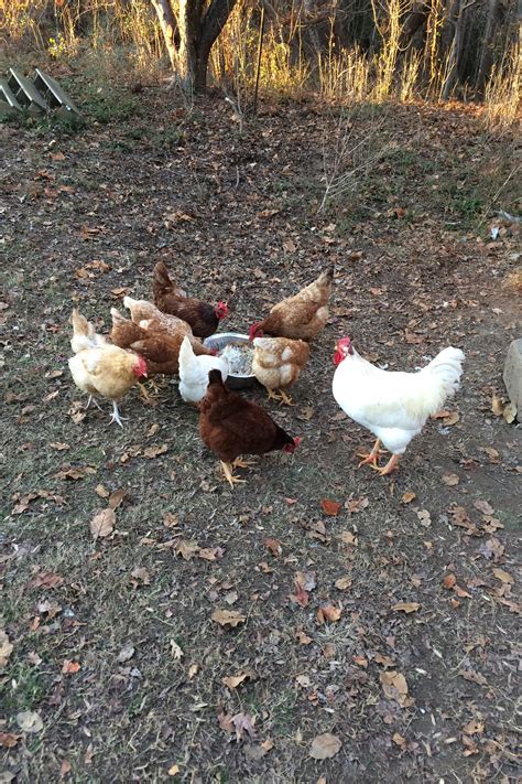 chickens red white  speckled