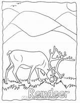 Caribou Coloring sketch template