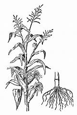 Corn Clipart Plant Drawing Etc Indian Getdrawings Medium Large sketch template