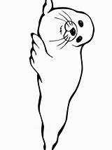 Seal Baby Getdrawings Drawing sketch template