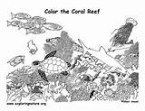 Coral Coloring Reef Pages Ocean Printable Reefs Colouring Worksheet Animals Kids Citing Reference Printablecolouringpages sketch template