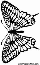 Butterfly Butterly sketch template