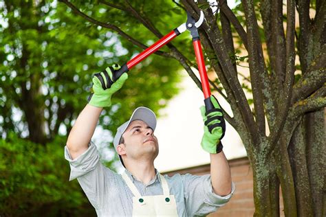 importance  tree pruning  tree health safety