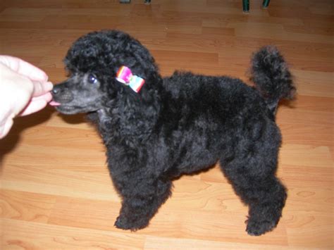 poodle puppy  haircut haircut trends