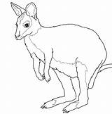 Wallaby Coloring Pages Color Supercoloring sketch template