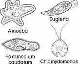 Paramecium Amoeba Unicellular Organisms Caudatum Euglena Chlamydomonas Proteus Protozoa Viridis Worksheet sketch template
