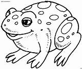 Anfibi Sapo Rana Frosch Ranas Grenouille Tiere Sapos Fofo Outlines Stampa Toad Boi Colour Atividades Greluche Imprima Frogs Malvorlage Coloratutto sketch template