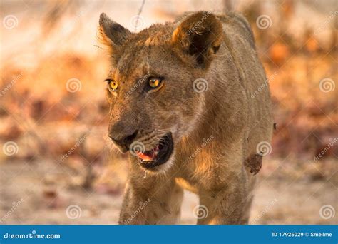 young lion stock image image  etosha male namibia