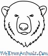 Bear Face Polar Draw Easy Tutorial Print sketch template