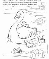Coloring Pages Swan Print sketch template