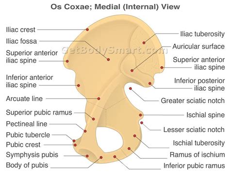 hip bone  os coxae antomy medial  internal view dental hygiene school anatomy bones