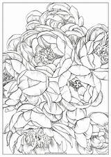 Coloring Pages Peonies Flower Flowers Watercolor sketch template