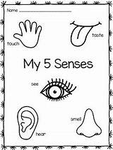 Senses Worksheet Aristotle Worksheets Sens Sensory Preschoolers Toddlers sketch template
