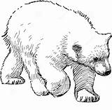 Orso Disegno Polare Orsi Cucciolo Stampare Raskrasil Libere Polari Pianetabambini sketch template