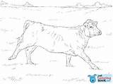 Coloring Pages Cow Printable Holstein Choose Board Kids Animal sketch template