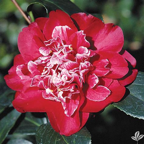 cherries jubilee cam  camellia nursery