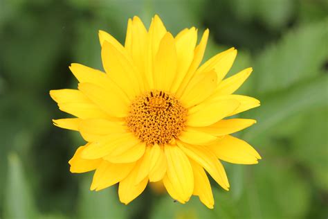 filea yellow flower  late summerjpg wikimedia commons