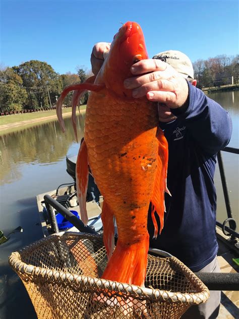 massive goldfish weighing  pounds   south carolina lake