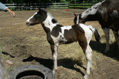photo finish sale horses cutest baby sold