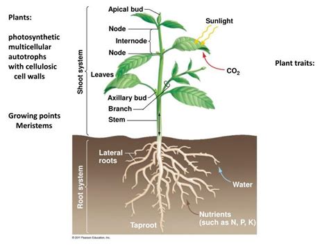 apical bud powerpoint    id