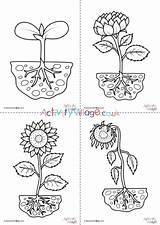 Sunflower Colouring Pages Cycle Life Set Plant Activity Lifecycle Village Explore Sunflowers sketch template