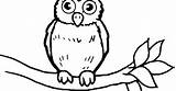 Sketsa Burung Hantu Kolase Binatang Hewan Populer Kartun Mewarnai Semoga Tempurung Menghibur Semua Dapa Pink Portalgambarhd sketch template