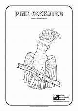 Coloring Pages Cockatoo Cool Pink Birds sketch template