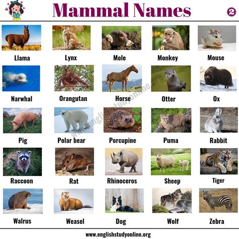 list  mammals  popular mammal names  examples  esl