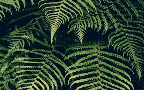 mn06-leaf-green-dark-nature-jan-erik-waider-wallpaper